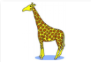 a giraffe