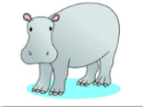 a hippo