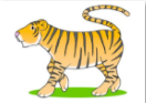 a tiger