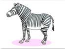 a zebra